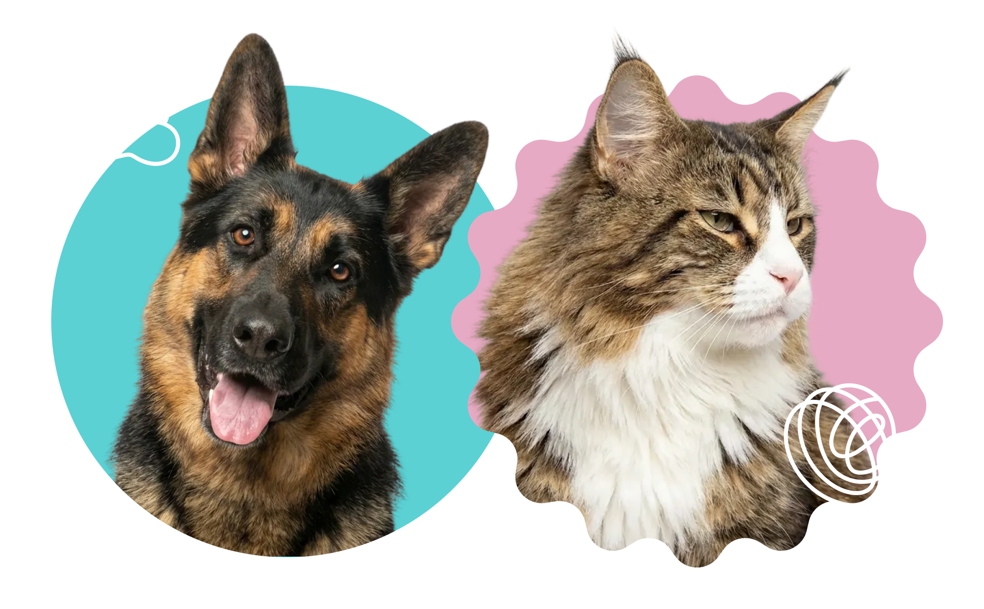 Dog and cat